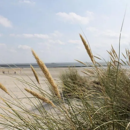 Ariana, Anemone * Borkum